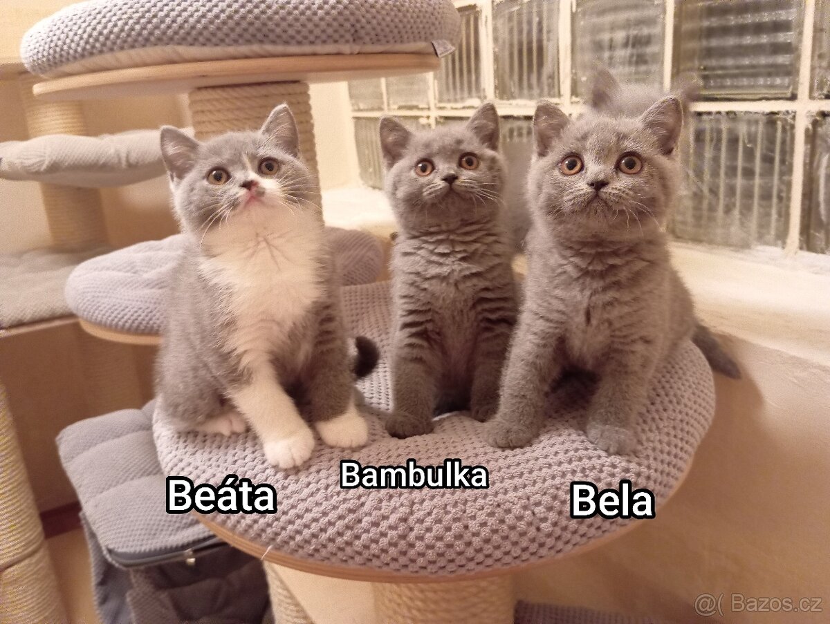 Britská modrá a Bikolor koťátka