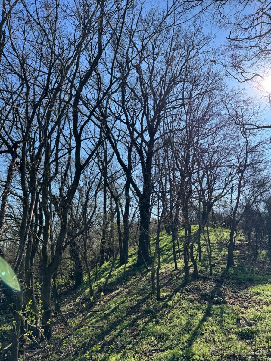 Prodám pozemky v katastrálním území Jevišovice