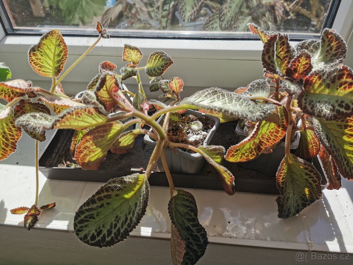 Episcie - pro domácí pohodu