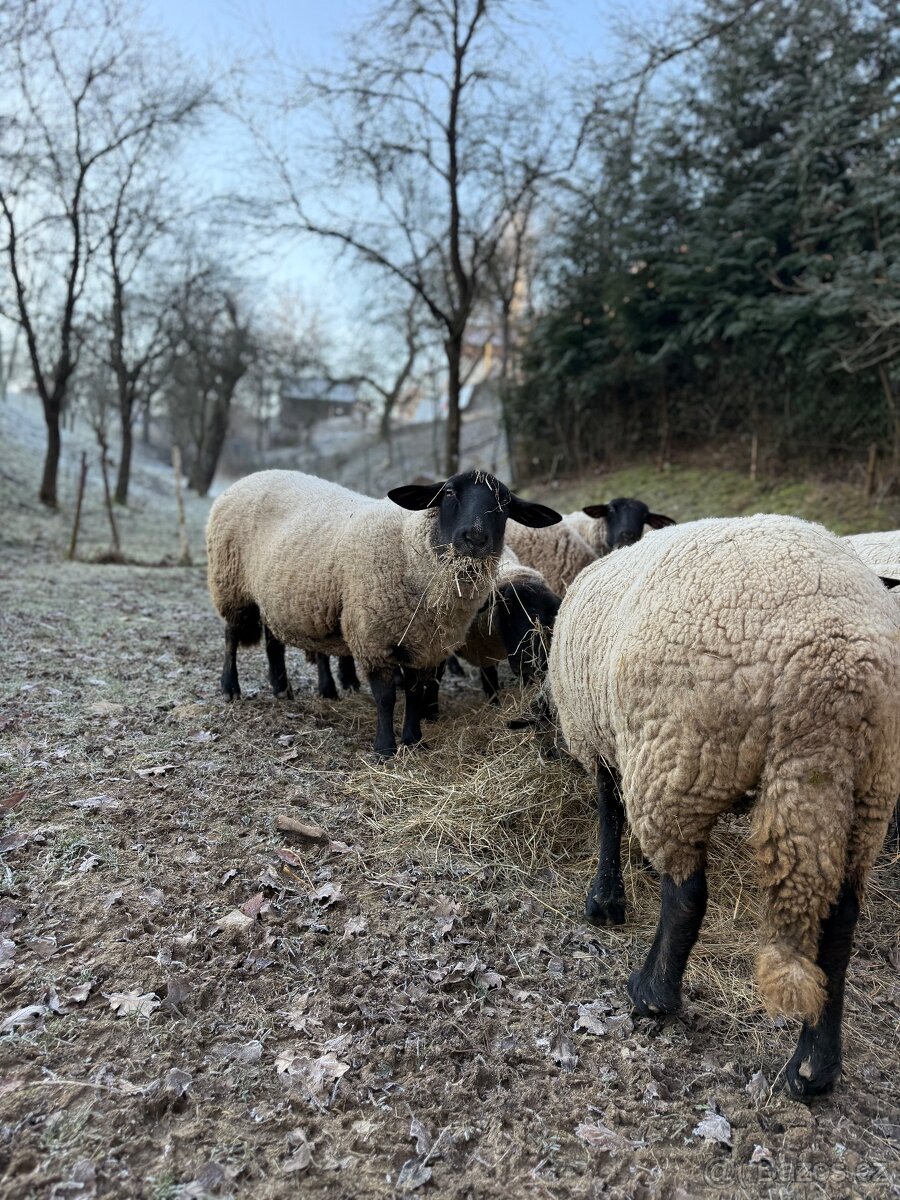 Jehňata Suffolk