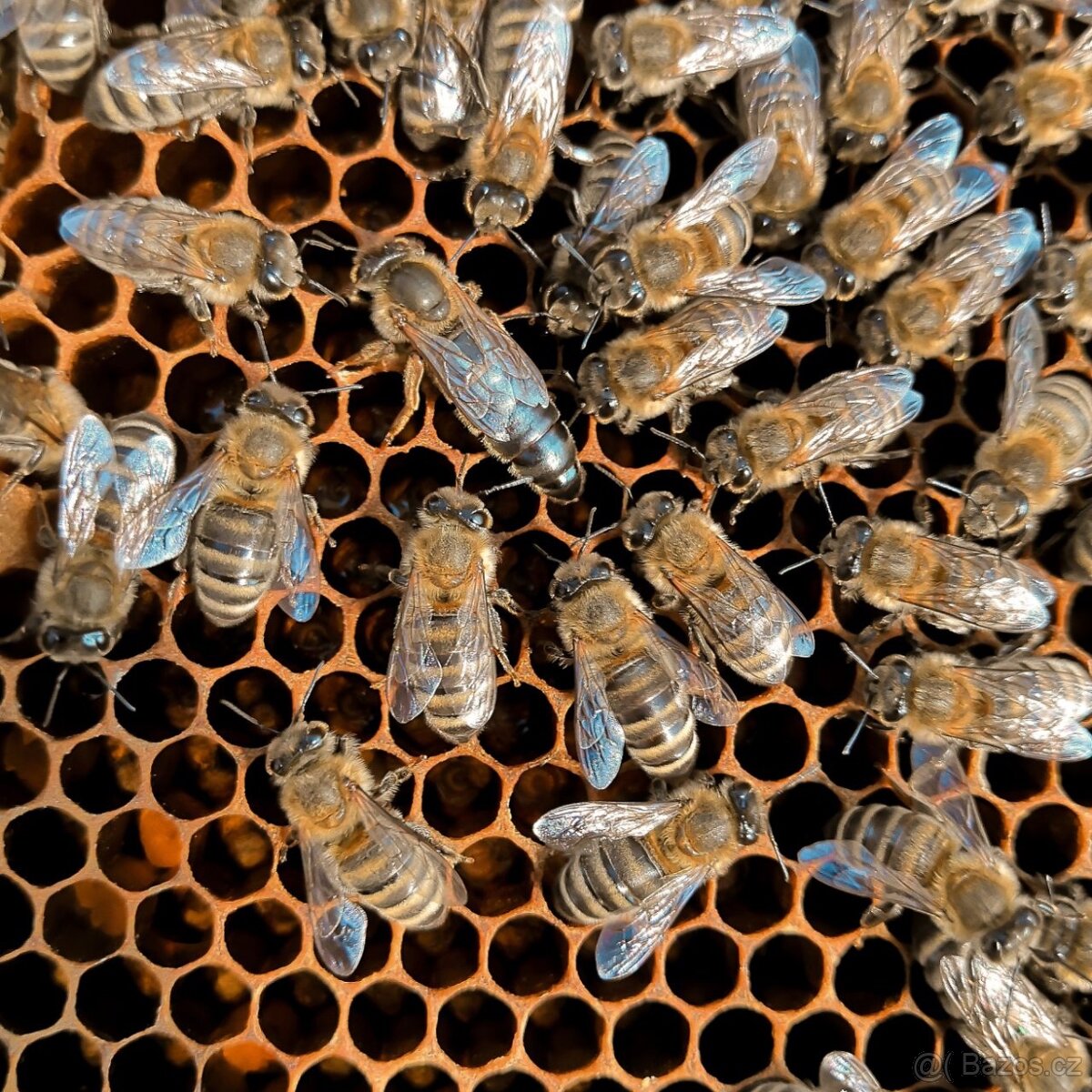 Včelí matky Karpatka – sezóna 2025