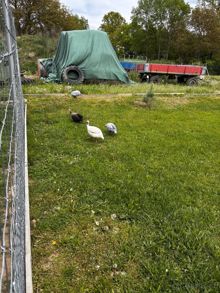 Násadová vejce perliček