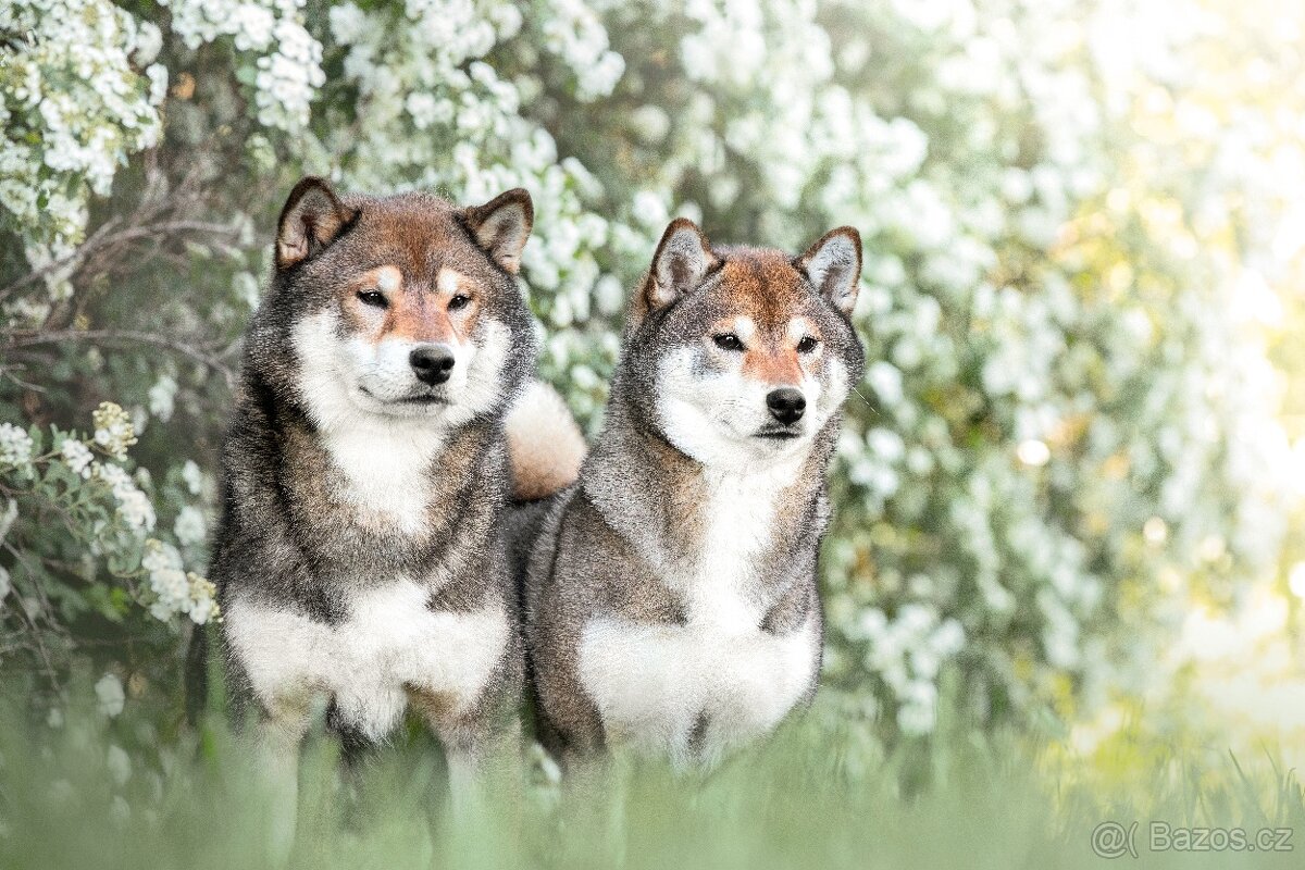 SHIBA štěňata k rezervaci