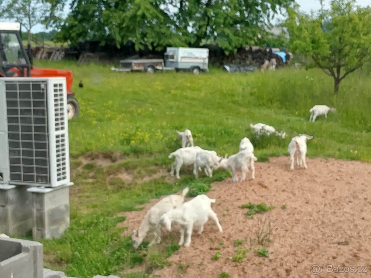 Kůzlata (odstavená) na vypásání