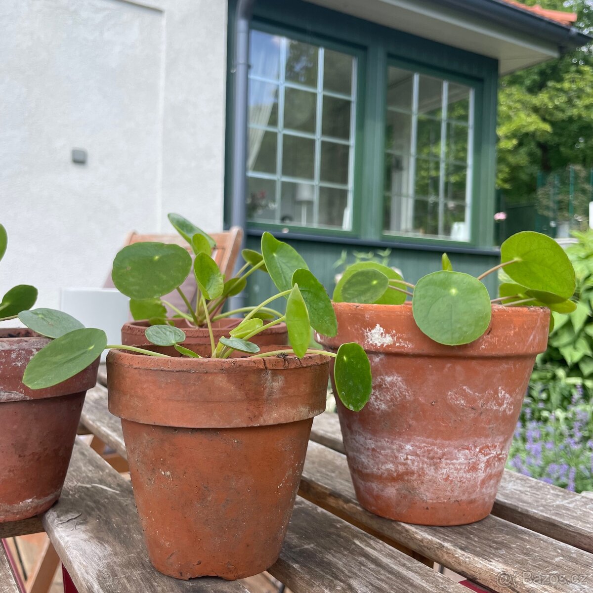Pilea peperomioides