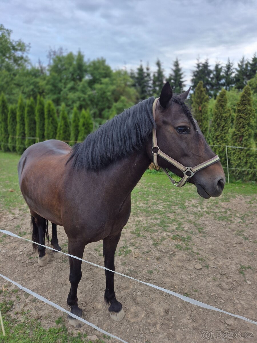 Sportovní pony