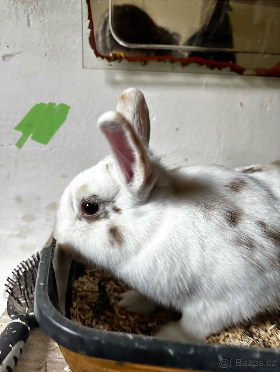 🐇 Zakrslí králíčci – ihned k odběru (Liberec)