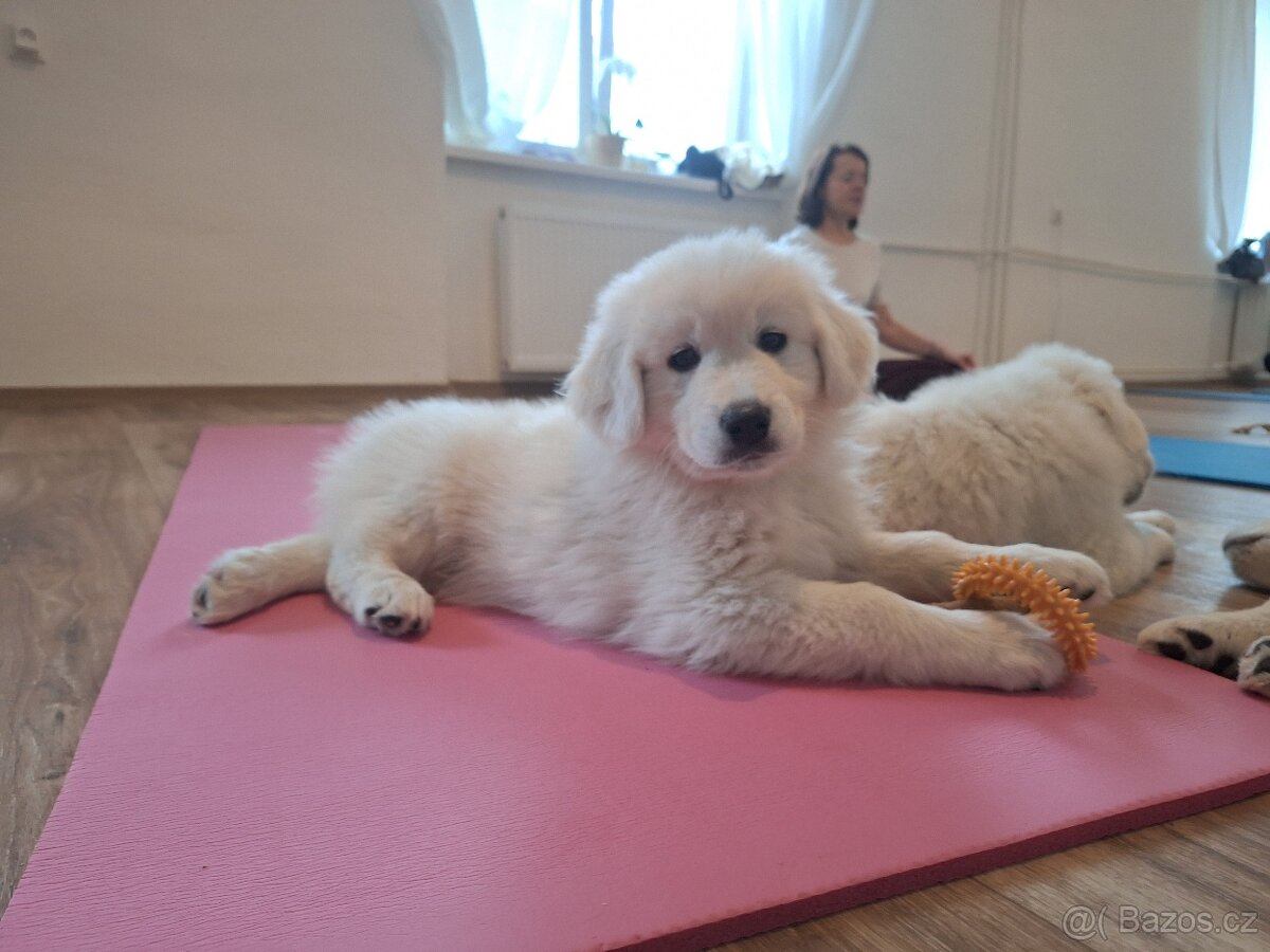 Pejsek slovenský čuvač s PP