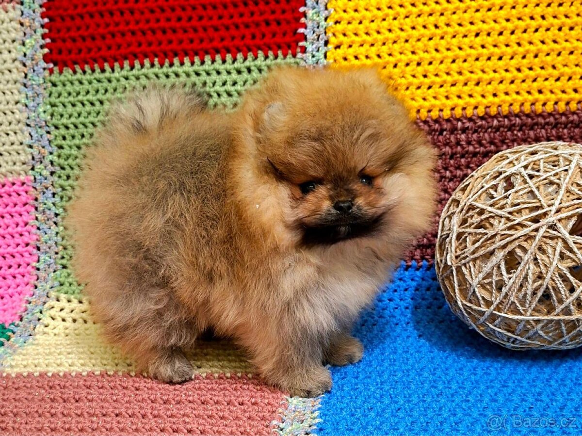 Holčička pomeranian s pp