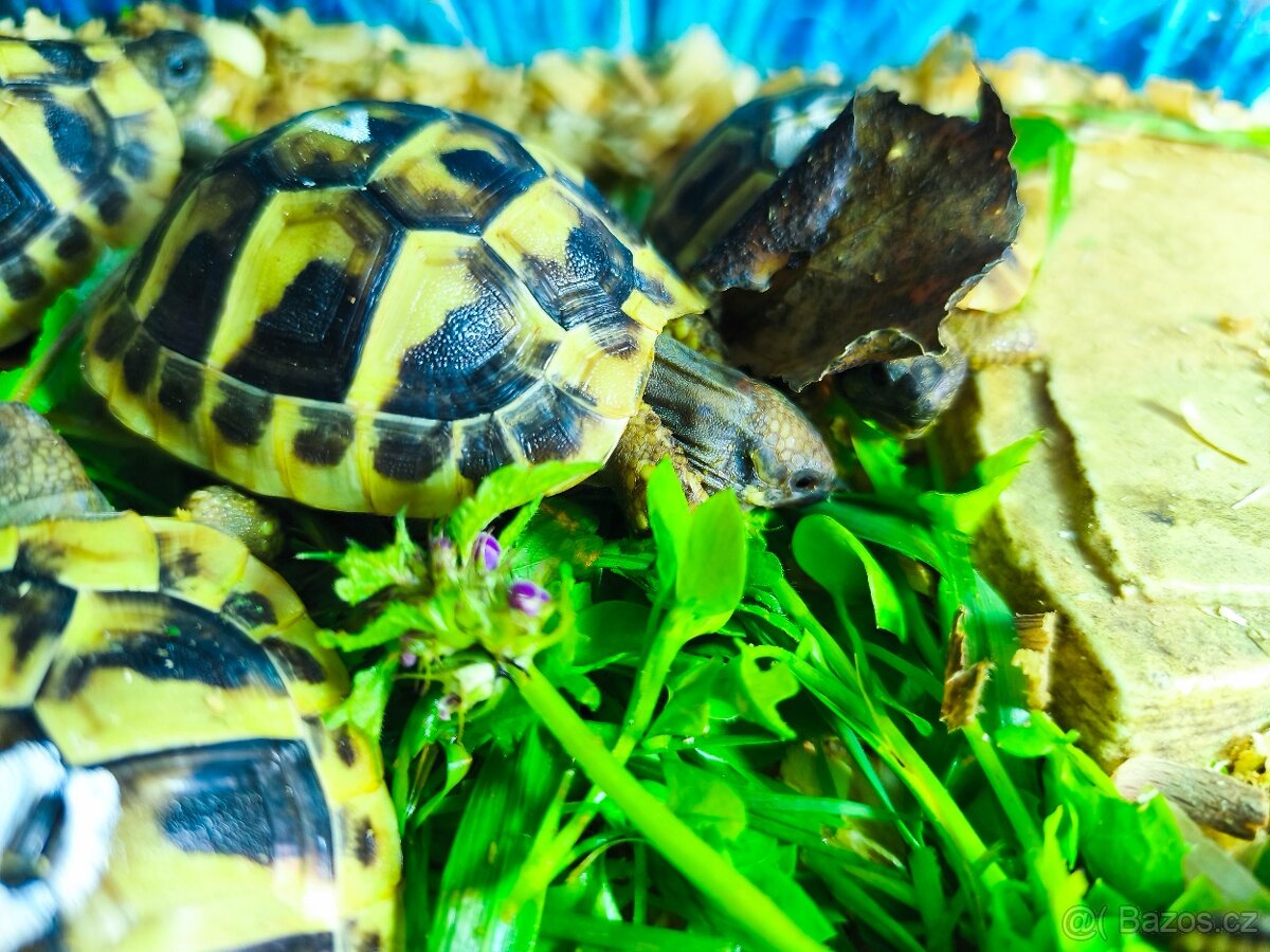 Želva suchozemská - zelenavá, vroubená