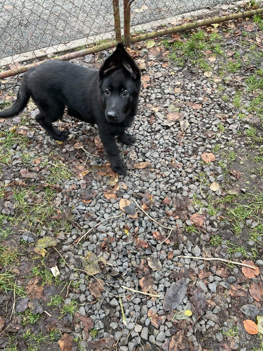 Německý ovčák - štěňata