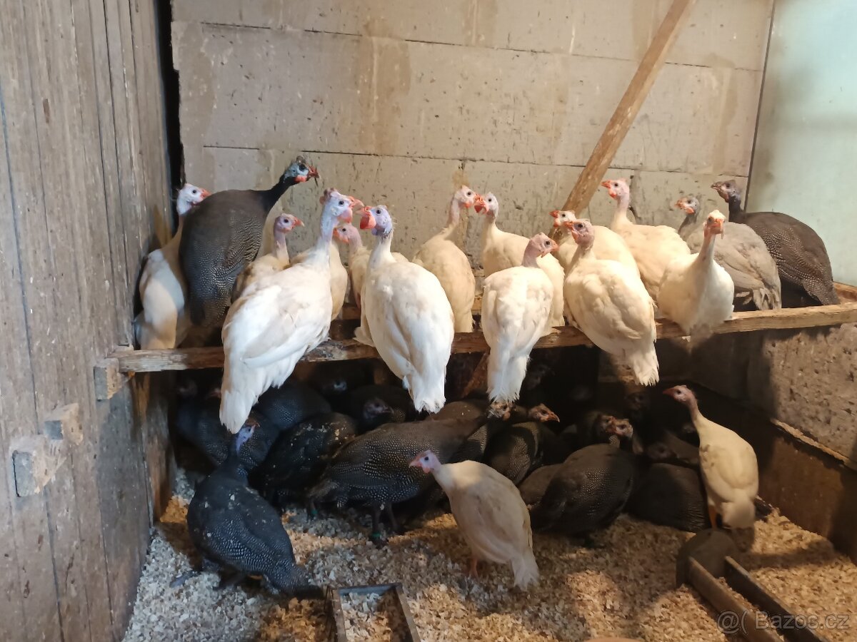 Perličky bílé, fialové, šedé a divoké s úplným perlením