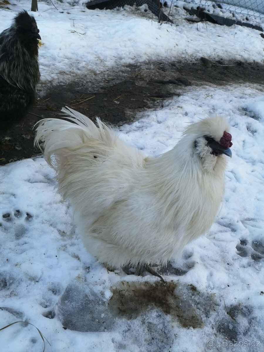 Kohouti hedvábniček