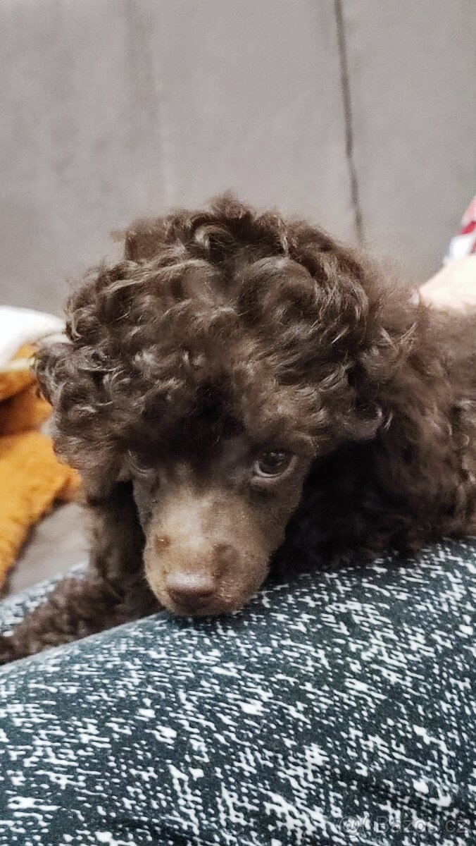 Pudl trpasličí černý a hnědý s P.P.