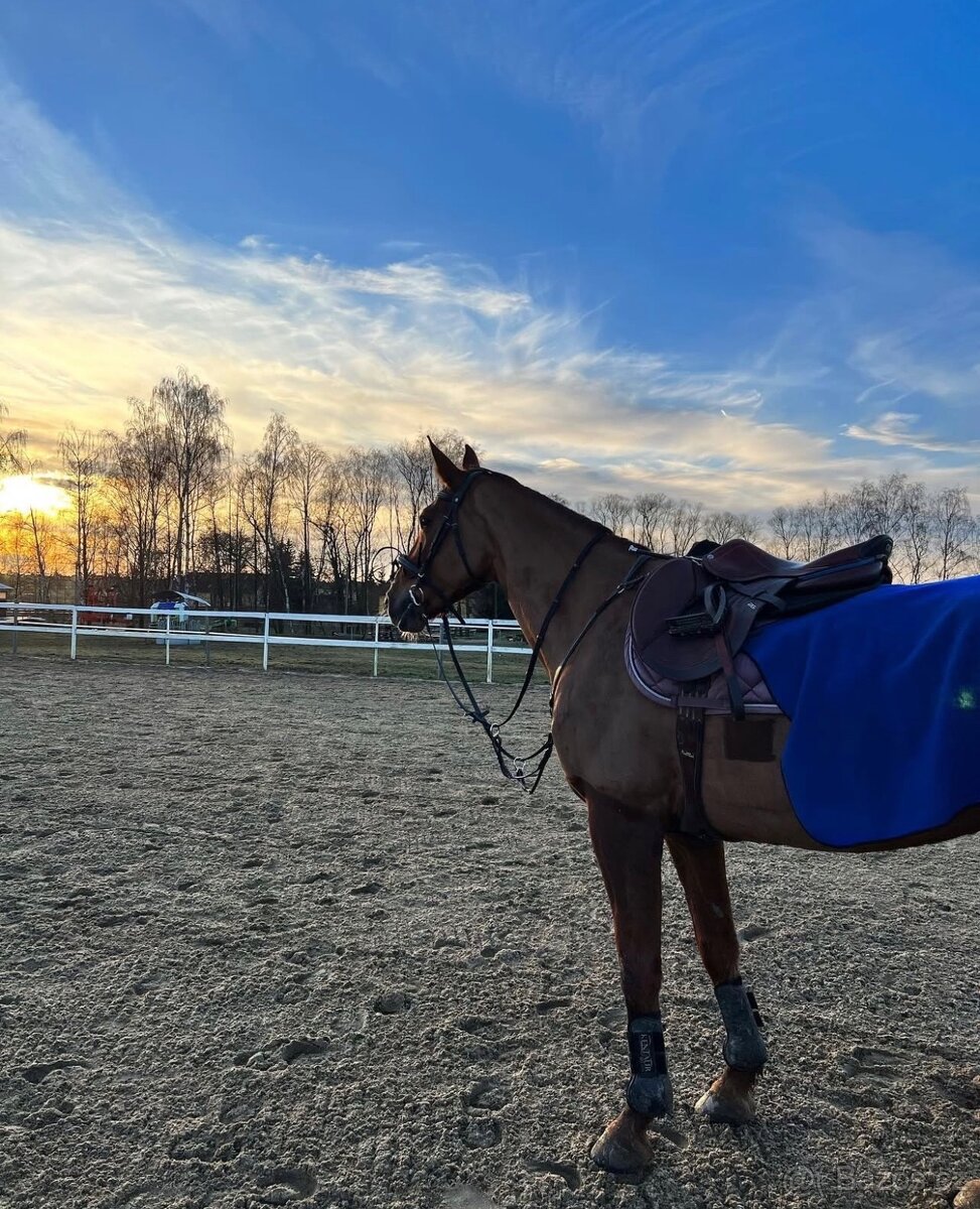 11 letá klisna na rekreaci