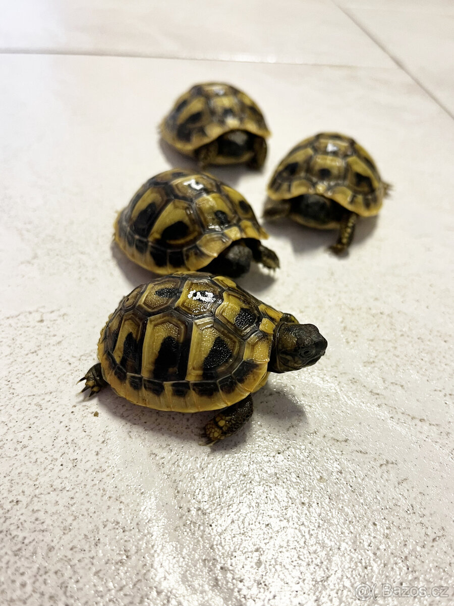Želva zelenavá mláďata