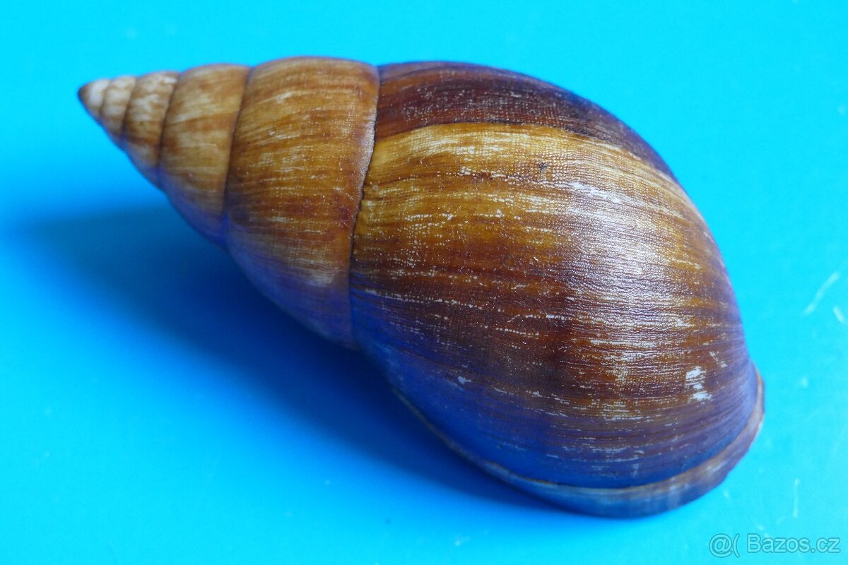 Achatina balteata balteata