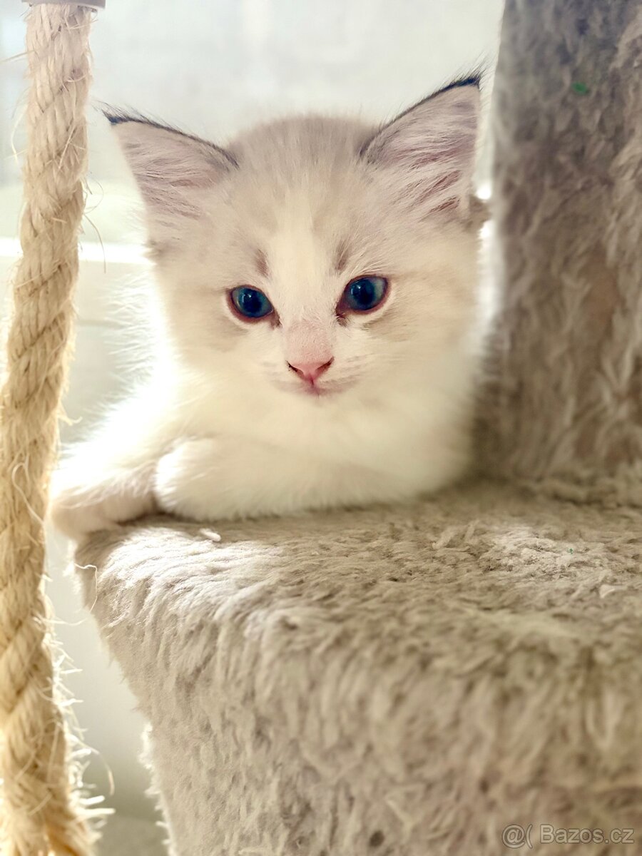 Ragdoll kocourek
