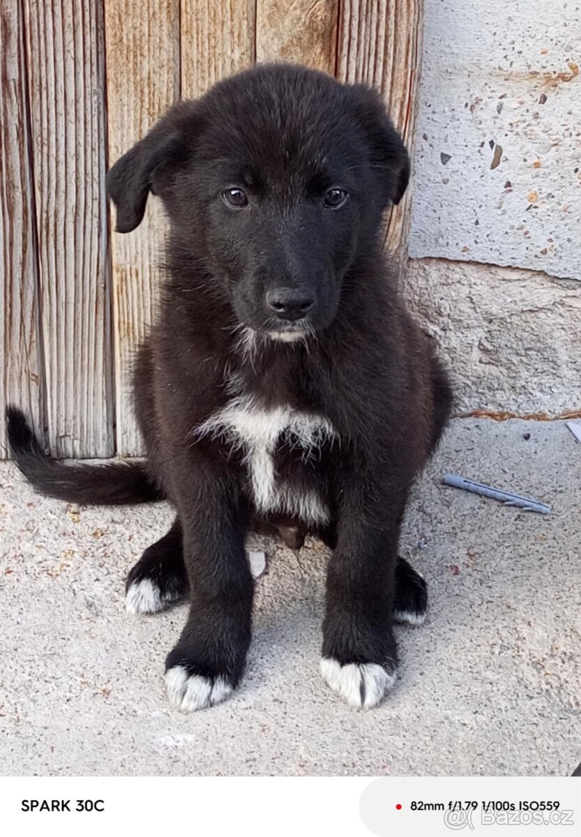 Border Kolie x Labrador
