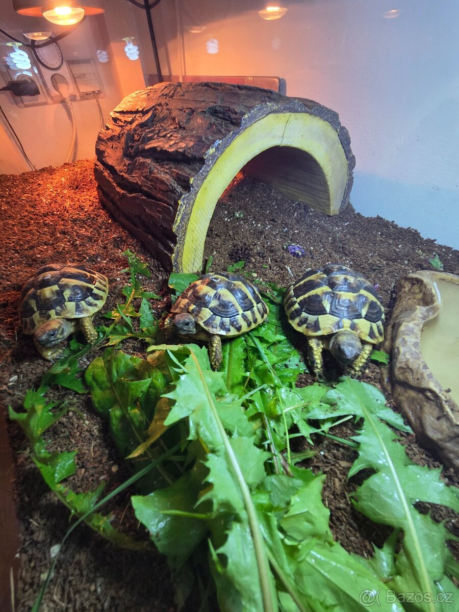 Želva zelenavá (Testudo hermanni)