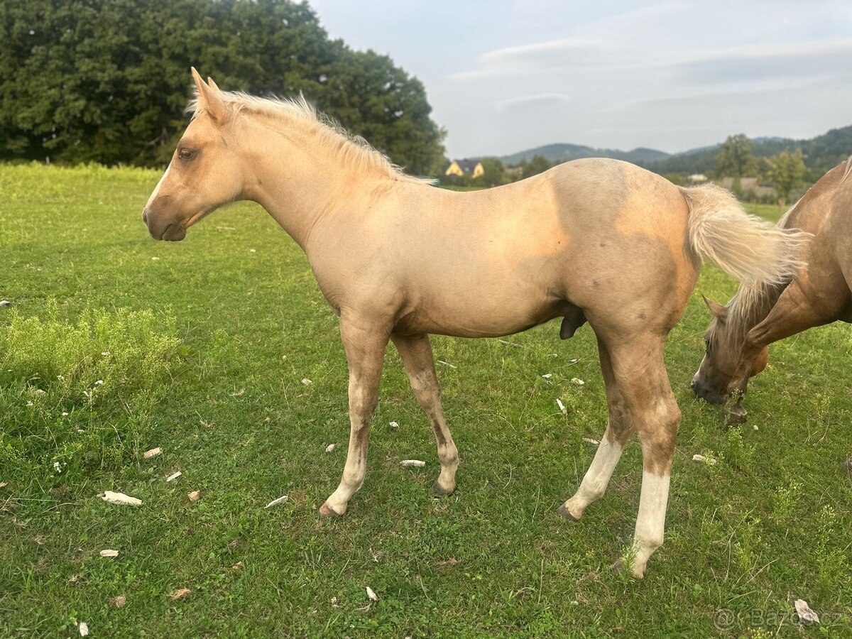 Palomino hřebeček QH
