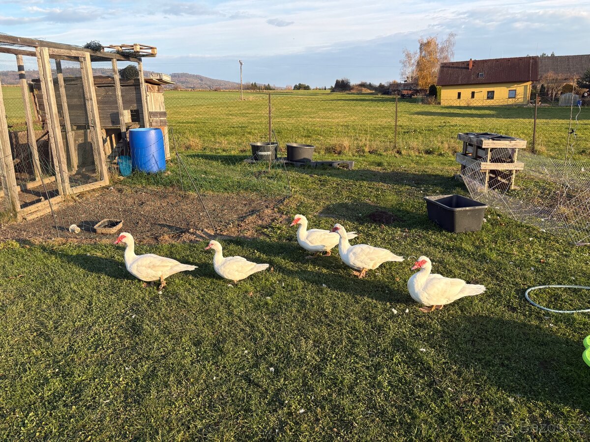 Prodám 4 kačery a 1 kachnu