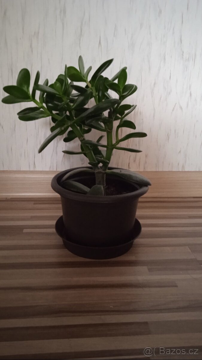 Pokojová rostlina - Tlustice 2