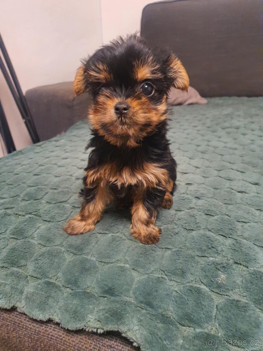 Jorkšírský Yorkšírský teriér