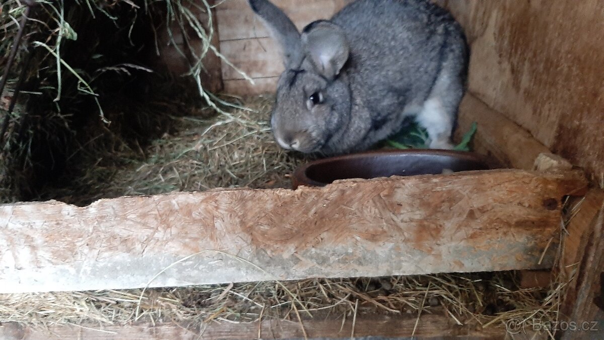 Králíci na chov