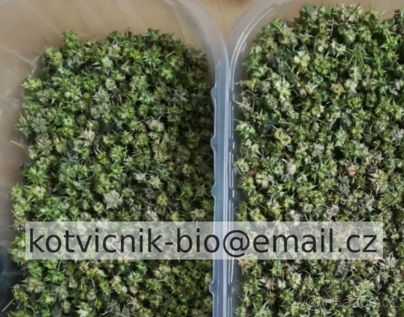 Prodám semena Kotvičník už od 0,29 Kč