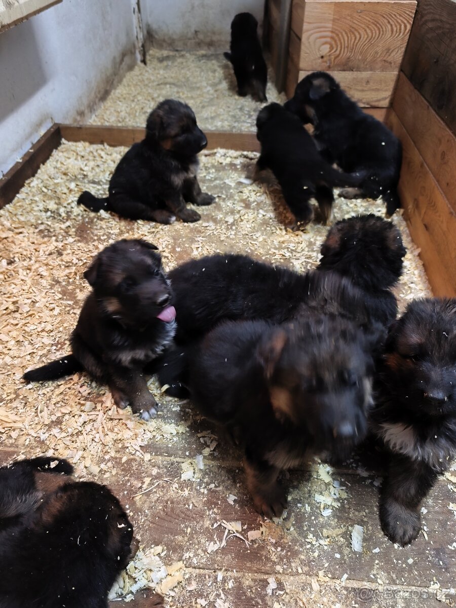 Štěnata německého ovčaka