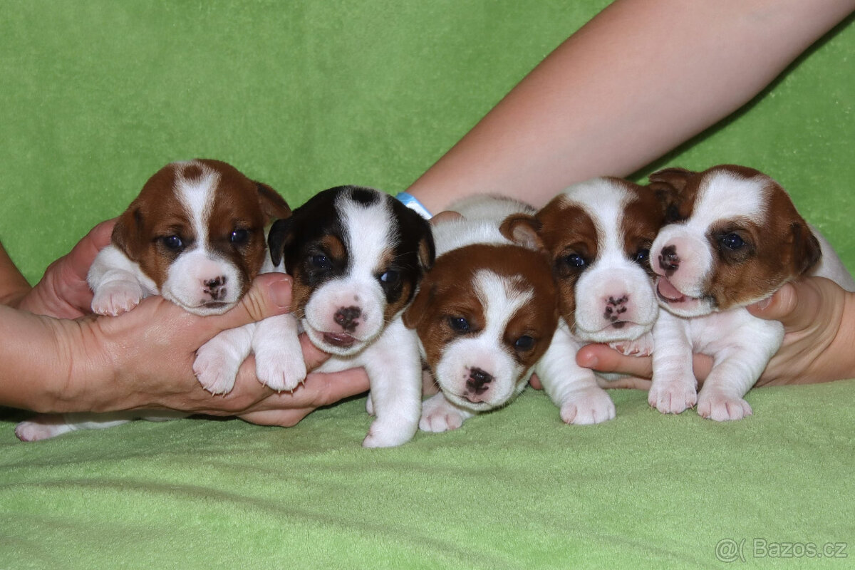 štěňata Jack Russell teriéra s PP
