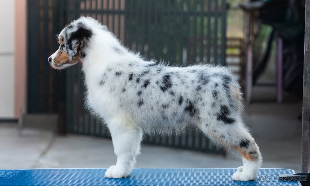 Australský ovčák s PP