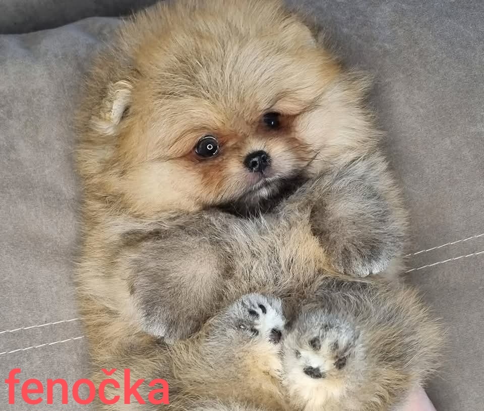 Pomeranian mini