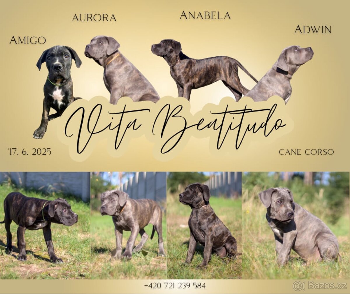 Cane Corso s PP