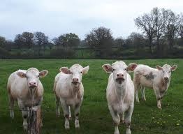 Koupím zástavová telata