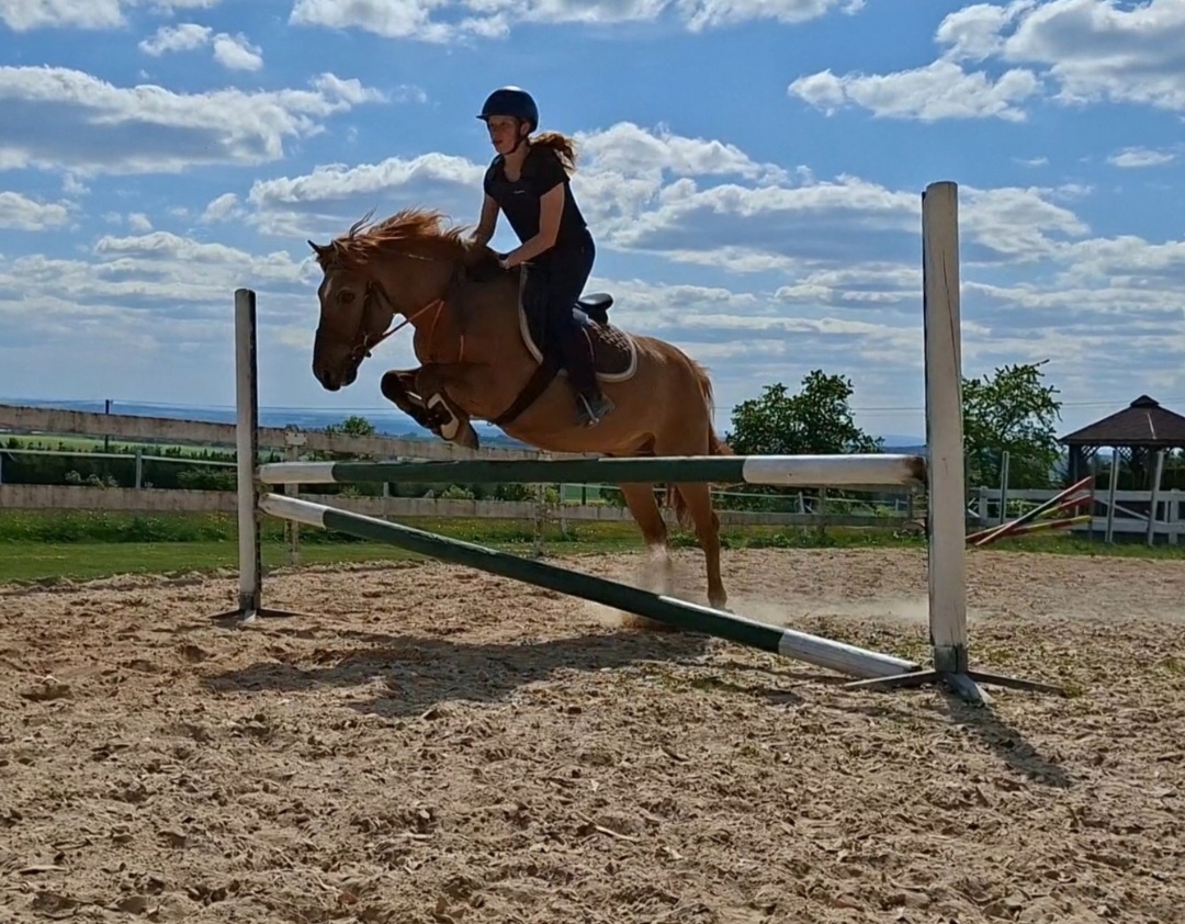 Prodám hucula 18let