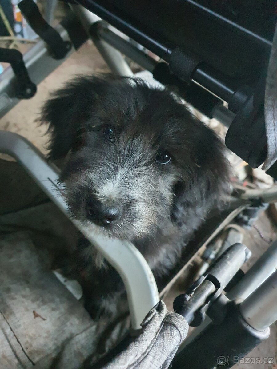 Stene krizenec borderkolie × holandsky pinc