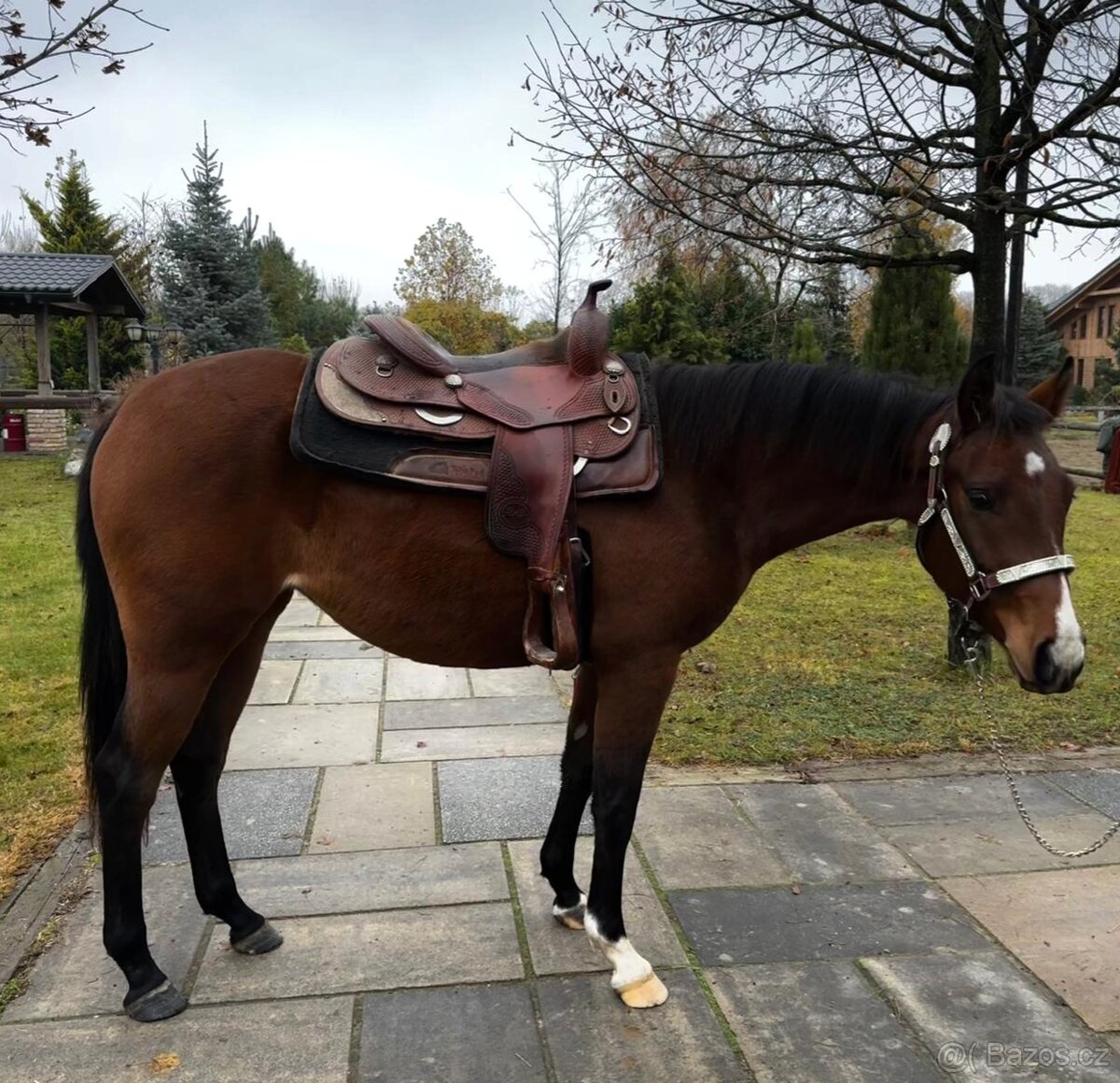 2,5 ročná AQH kobylka