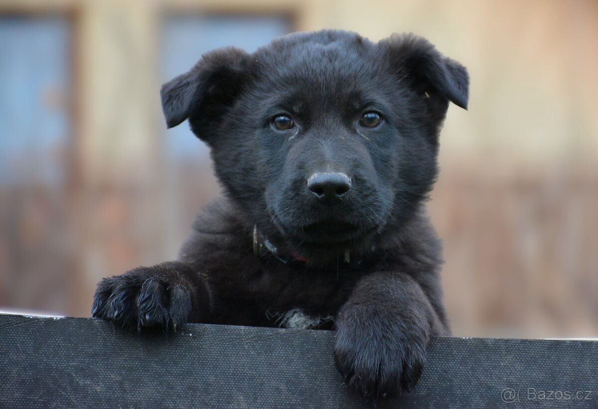 Německý ovčák s PP