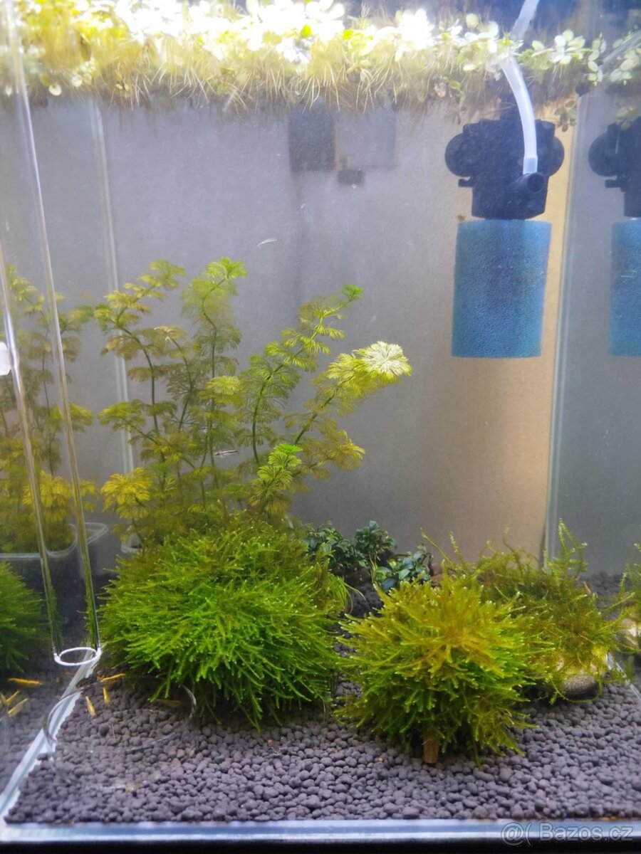 🌿 Krevetárium 30l 🌿