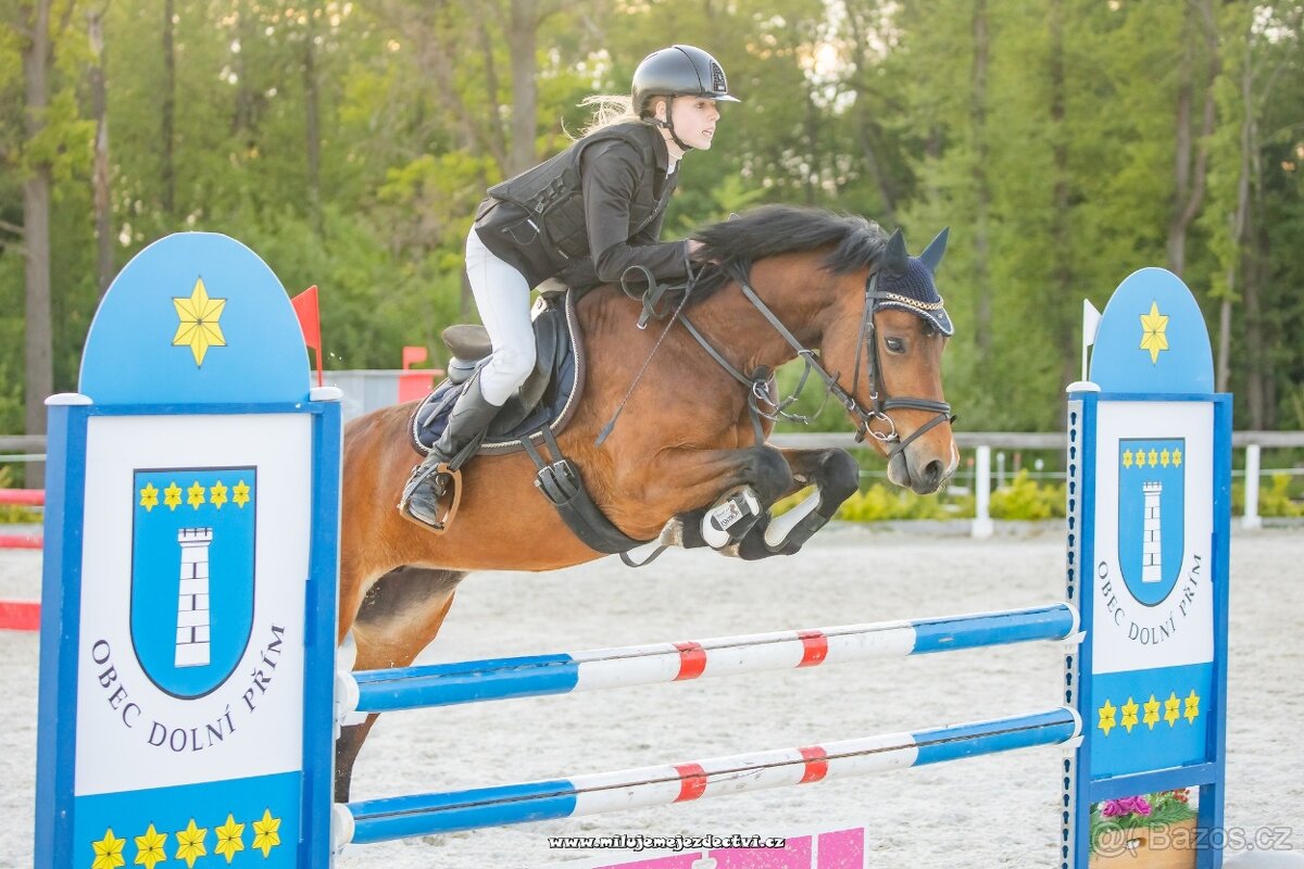 Pony klisna do sportu 6 let/ 146 KVH kat. B