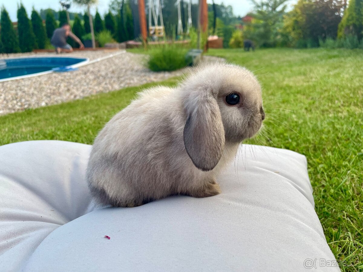 Zakrslý beránek Minilop - samičky