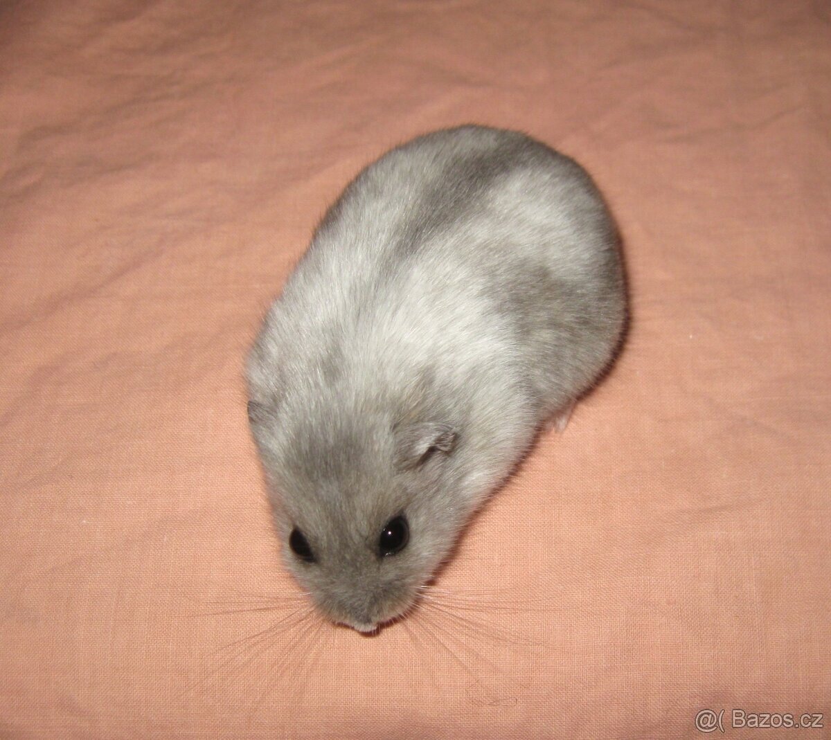 Křeček džungarský
