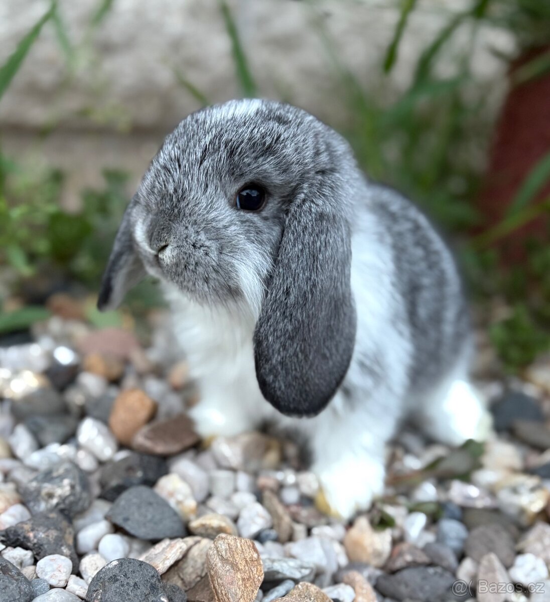 Zakrslý králík - beránek
