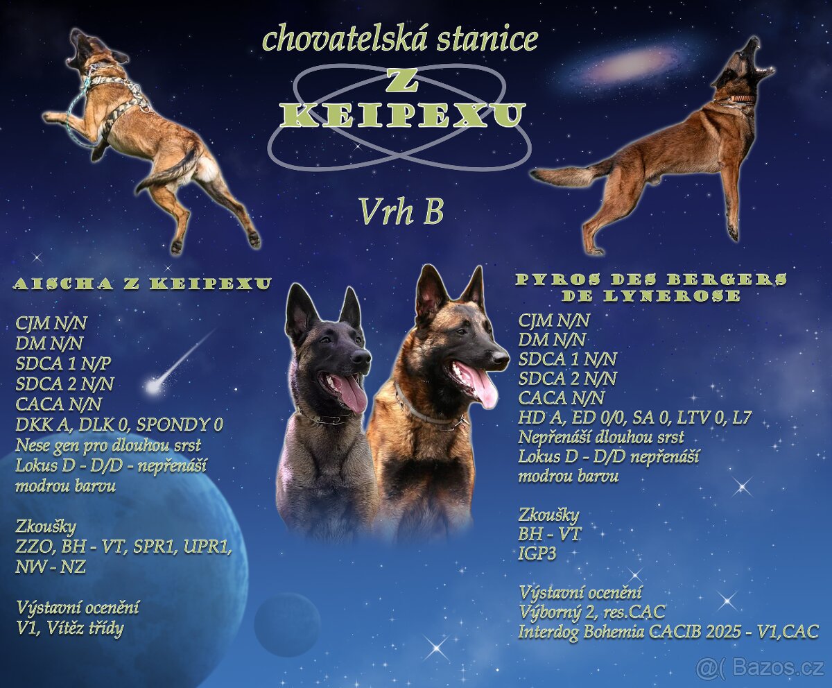 Belgický ovčák malinois s PP