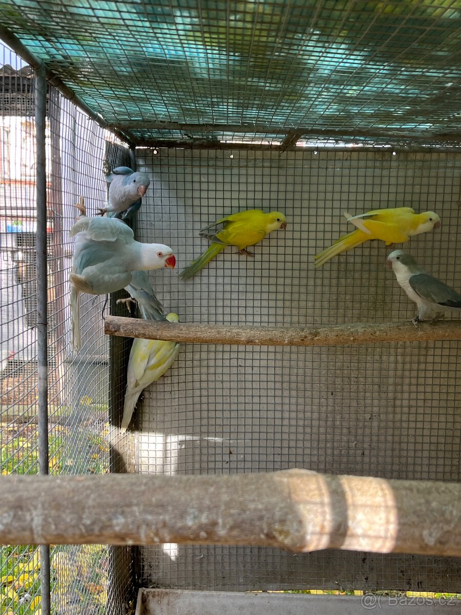 Mníšek šedý samec modrý s DNA