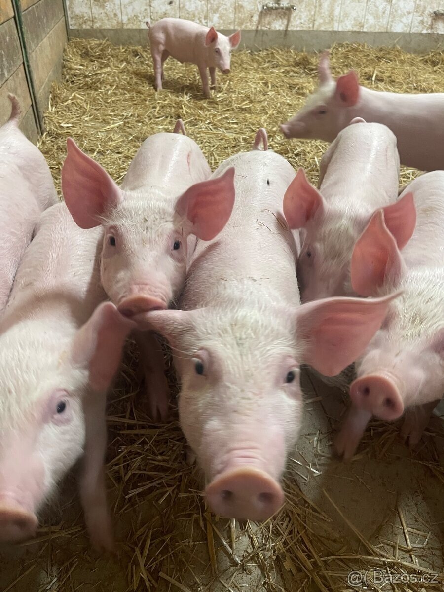 Selata Landras 40-70 kg