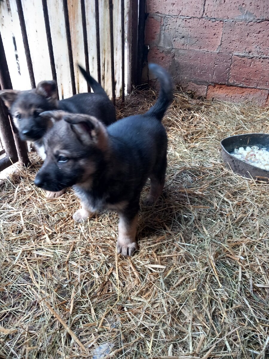 Německý ovčák štěňata