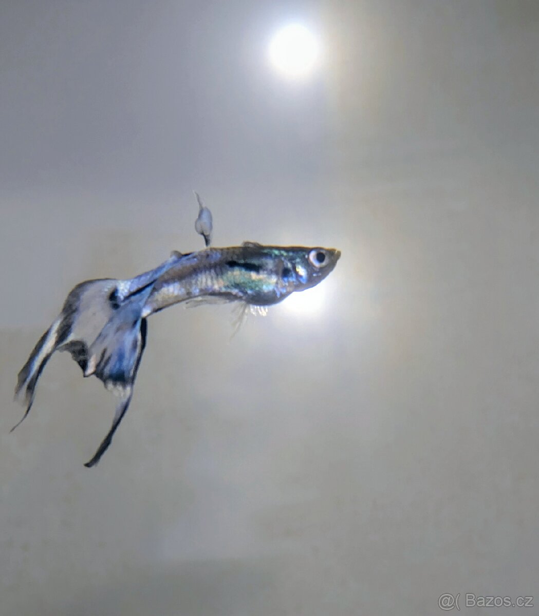 Akvarijní rybičky - paví očka